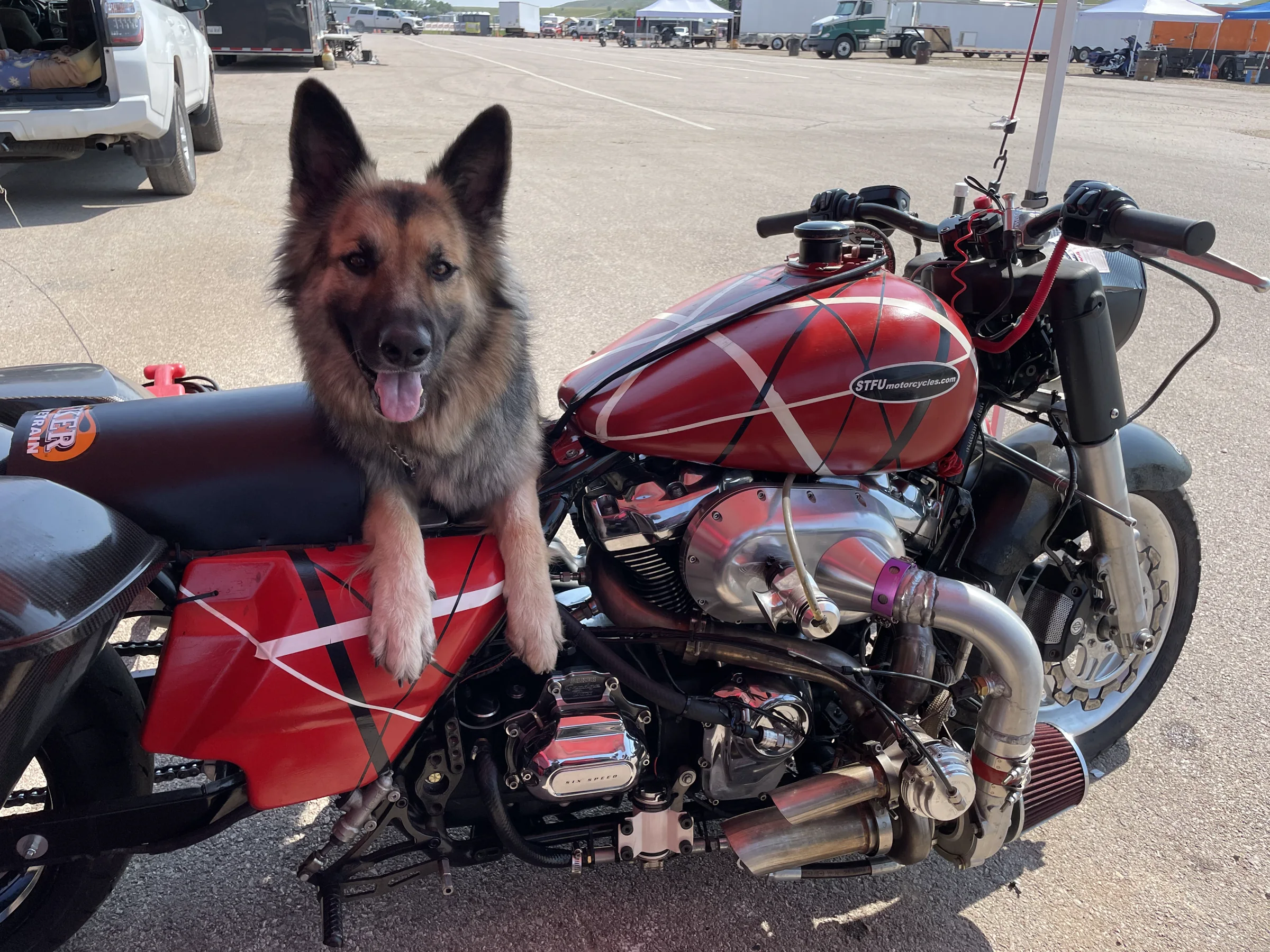 Covie the German Shepherd sitting between the seat and tank of Scott's red race bike in the paddock